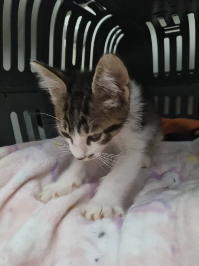 Gato ra a Felino SRD idade 2 a 6 meses nome Valente