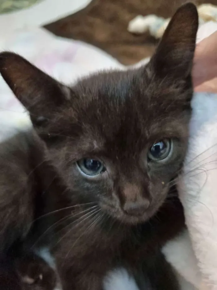 Gato ra a Felino SRD idade Abaixo de 2 meses nome Lua
