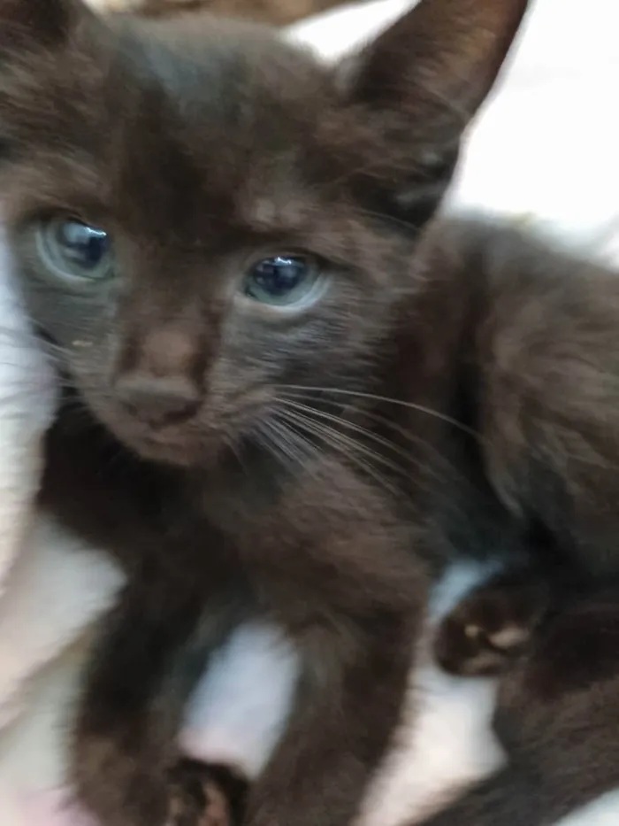 Gato ra a Felino SRD idade Abaixo de 2 meses nome Lua