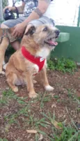 Cachorro raça Sem raca - Estopinha idade 3 anos nome Chico