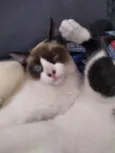 Zezinho 
