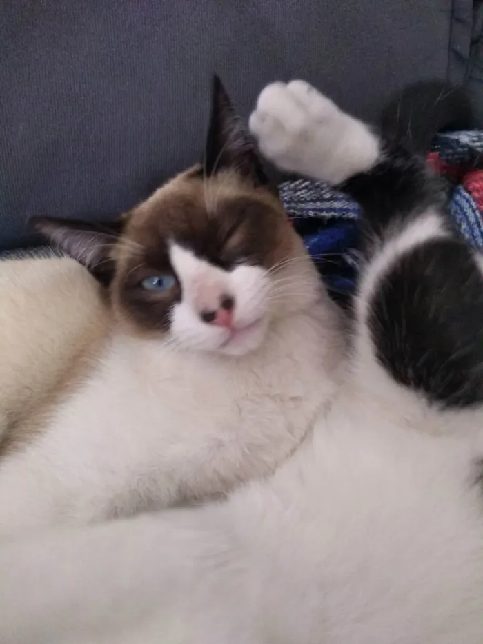 Gato ra a Snowshoe  idade 7 a 11 meses nome Zezinho 
