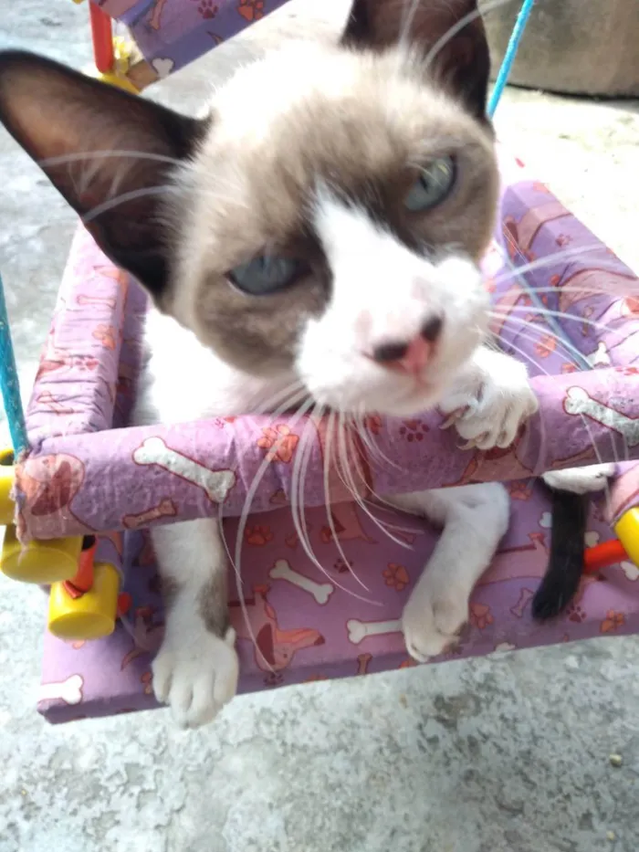 Gato ra a Snowshoe  idade 7 a 11 meses nome Zezinho 