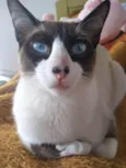 Zezinho 