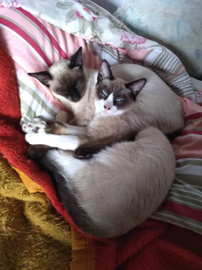 Gato ra a Snowshoe  idade 7 a 11 meses nome Zezinho 