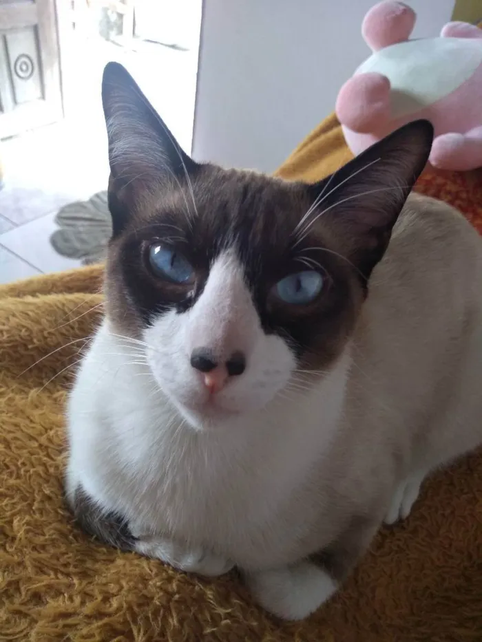 Gato ra a Snowshoe  idade 7 a 11 meses nome Zezinho 
