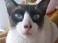 Zezinho 