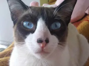 Gato raça Snowshoe  idade 7 a 11 meses nome Zezinho 