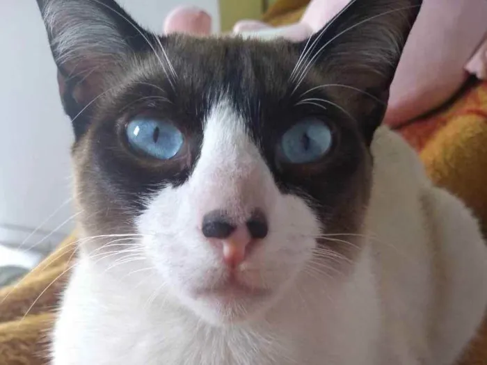 Gato ra a Snowshoe  idade 7 a 11 meses nome Zezinho 