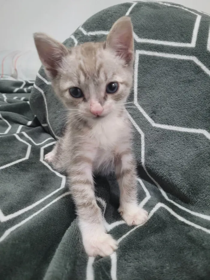 Gato raça Gato Tigrado idade Abaixo de 2 meses nome Taiga