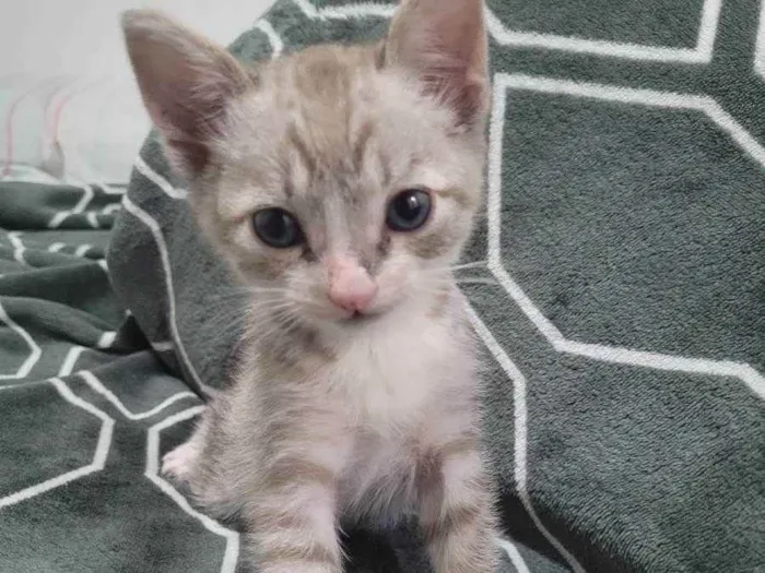 Gato raça Gato Tigrado idade Abaixo de 2 meses nome Taiga