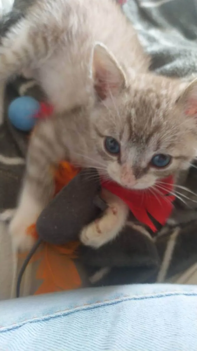 Gato raça Gato Tigrado idade Abaixo de 2 meses nome Taiga