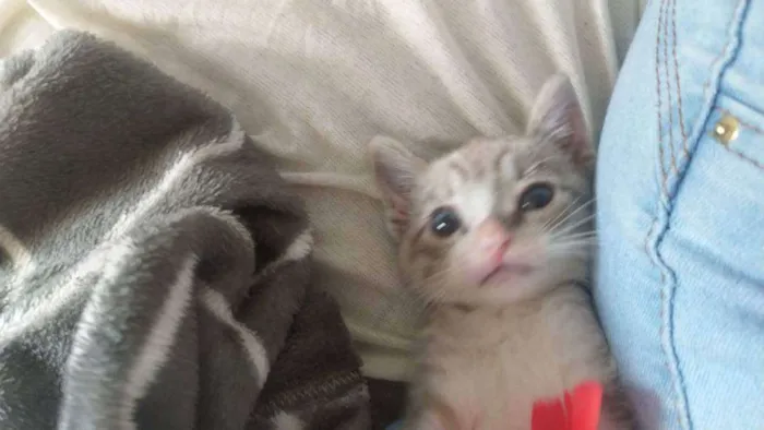 Gato raça Gato Tigrado idade Abaixo de 2 meses nome Taiga