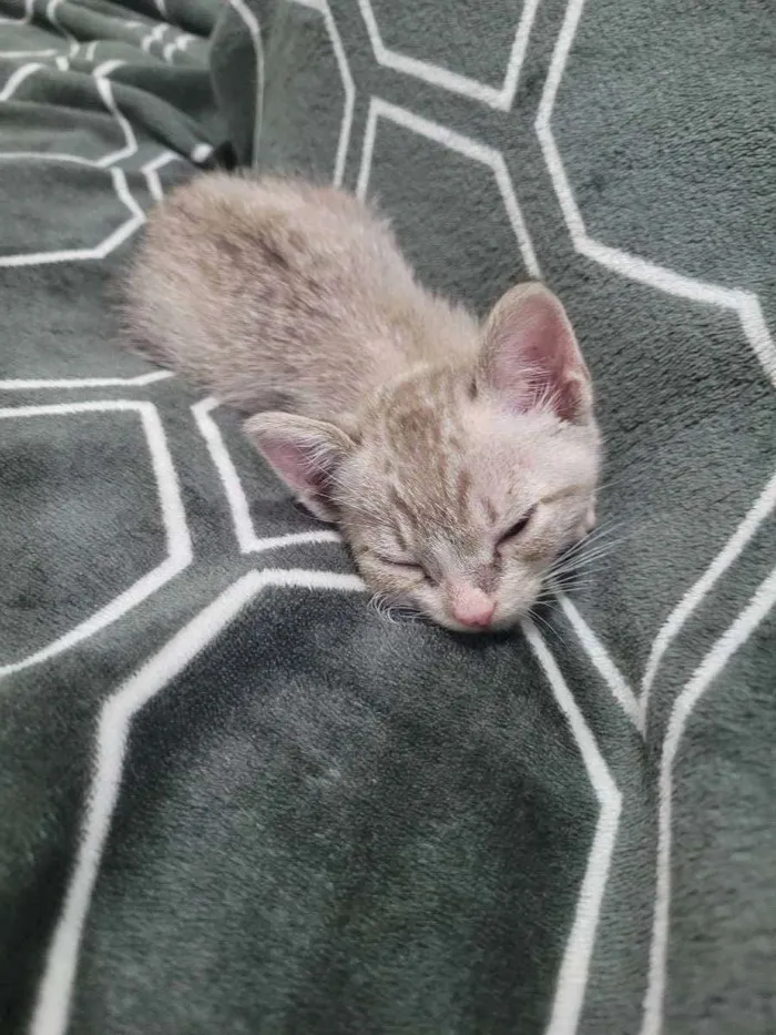 Gato raça Gato Tigrado idade Abaixo de 2 meses nome Taiga