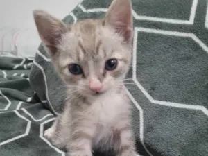 Gato raça Gato Tigrado idade Abaixo de 2 meses nome Taiga