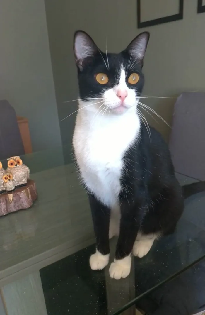Gato ra a Srd idade 2 anos nome MARGÔ