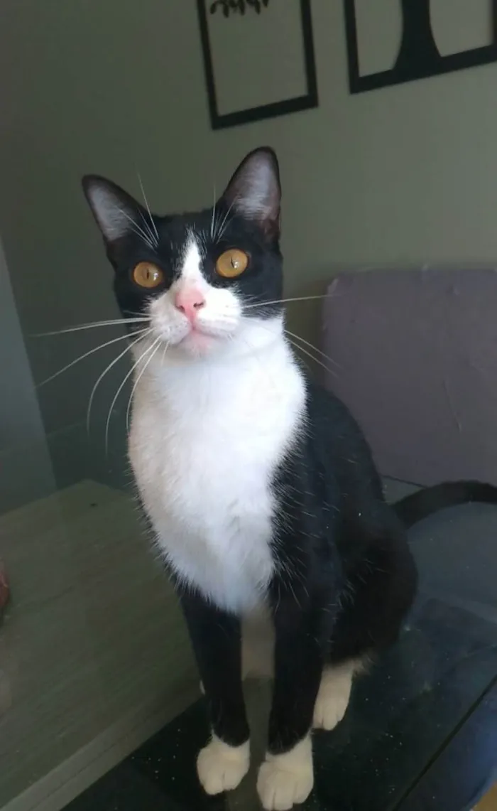 Gato ra a Srd idade 2 anos nome MARGÔ