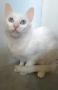 Maitê