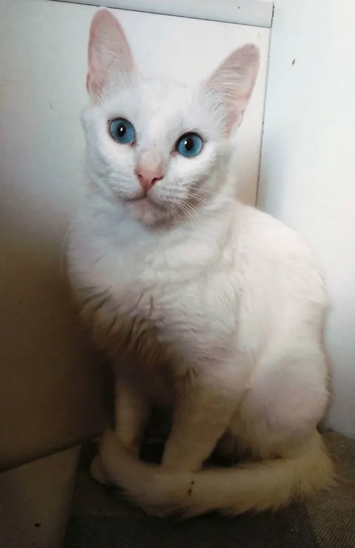 Gato ra a Srd idade  nome Maitê 