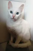 Maitê
