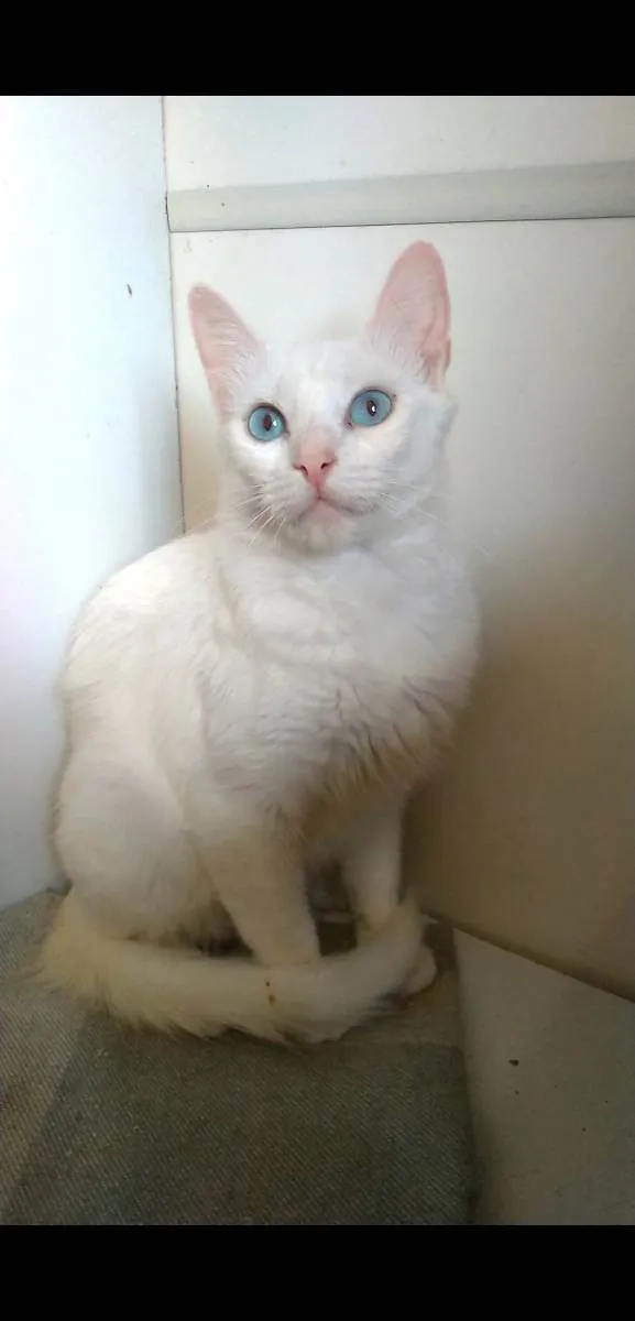 Gato ra a Srd idade  nome Maitê 