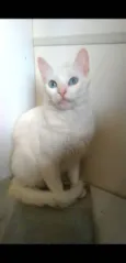 Maitê