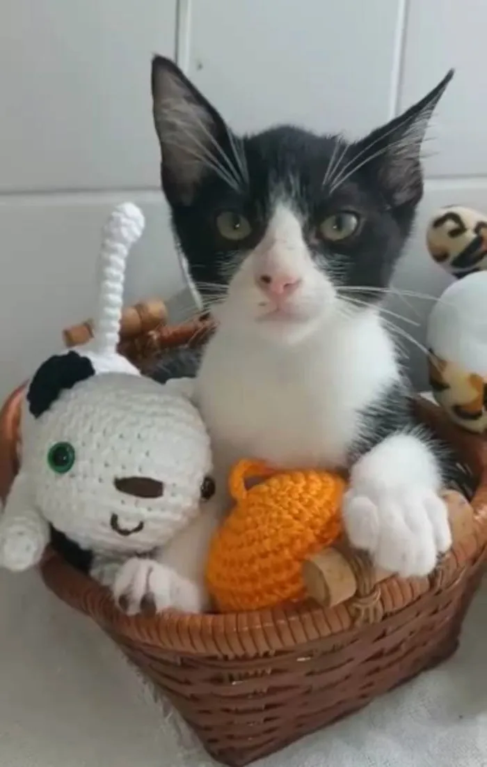 Gato ra a Srd idade  nome Otto