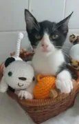 Otto
