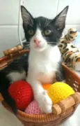 Otto