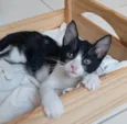 Otto