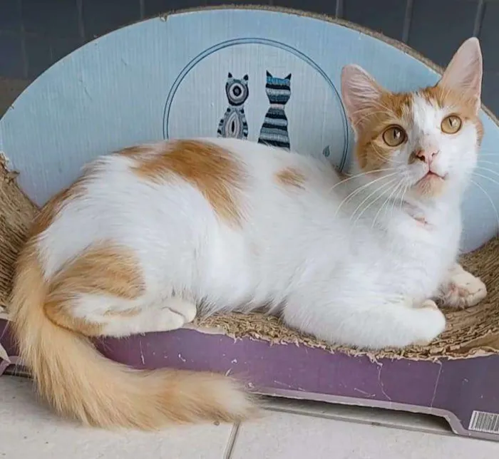 Gato ra a Srd idade 1 ano nome Ozzy