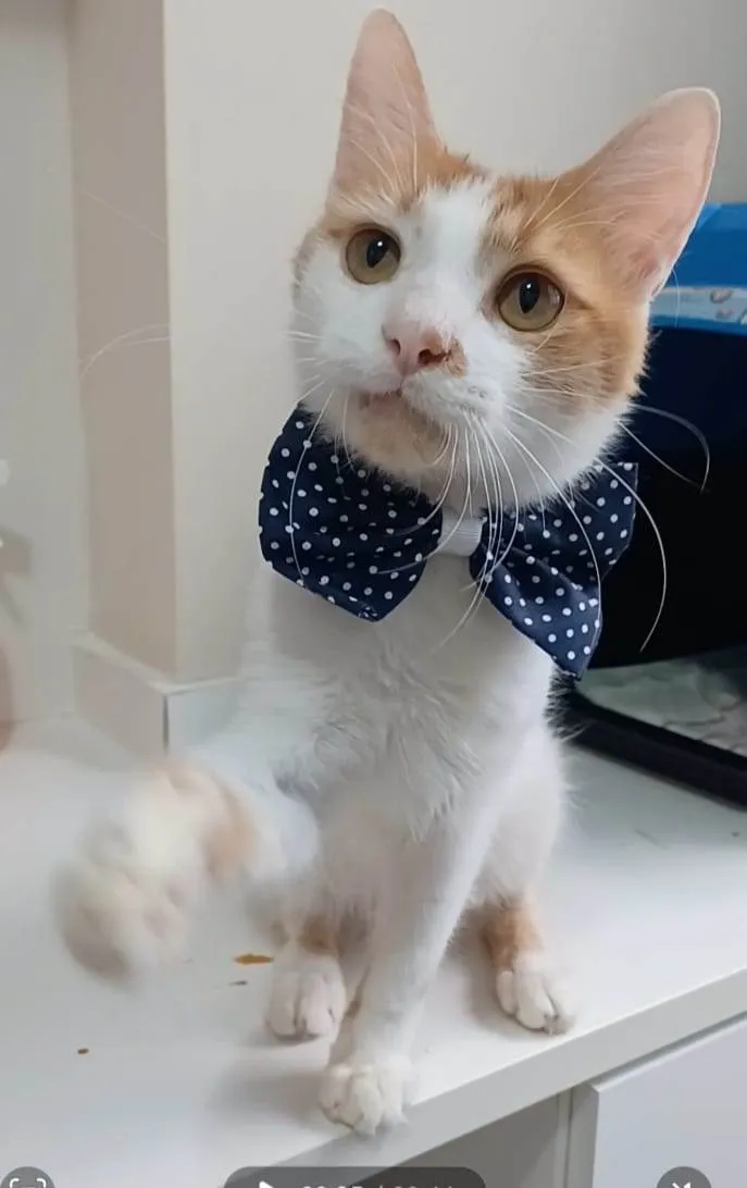 Gato ra a Srd idade 1 ano nome Ozzy