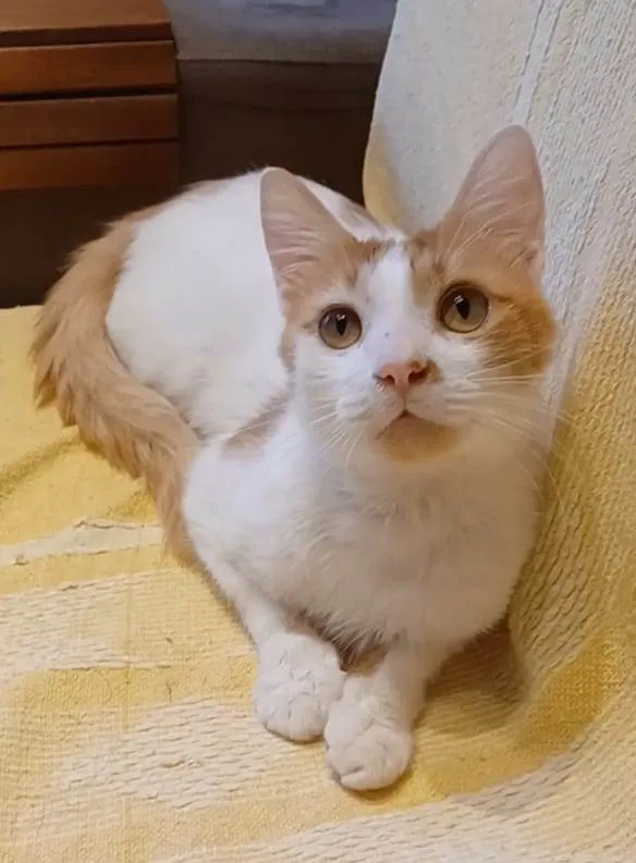 Gato ra a Srd idade 1 ano nome Ozzy