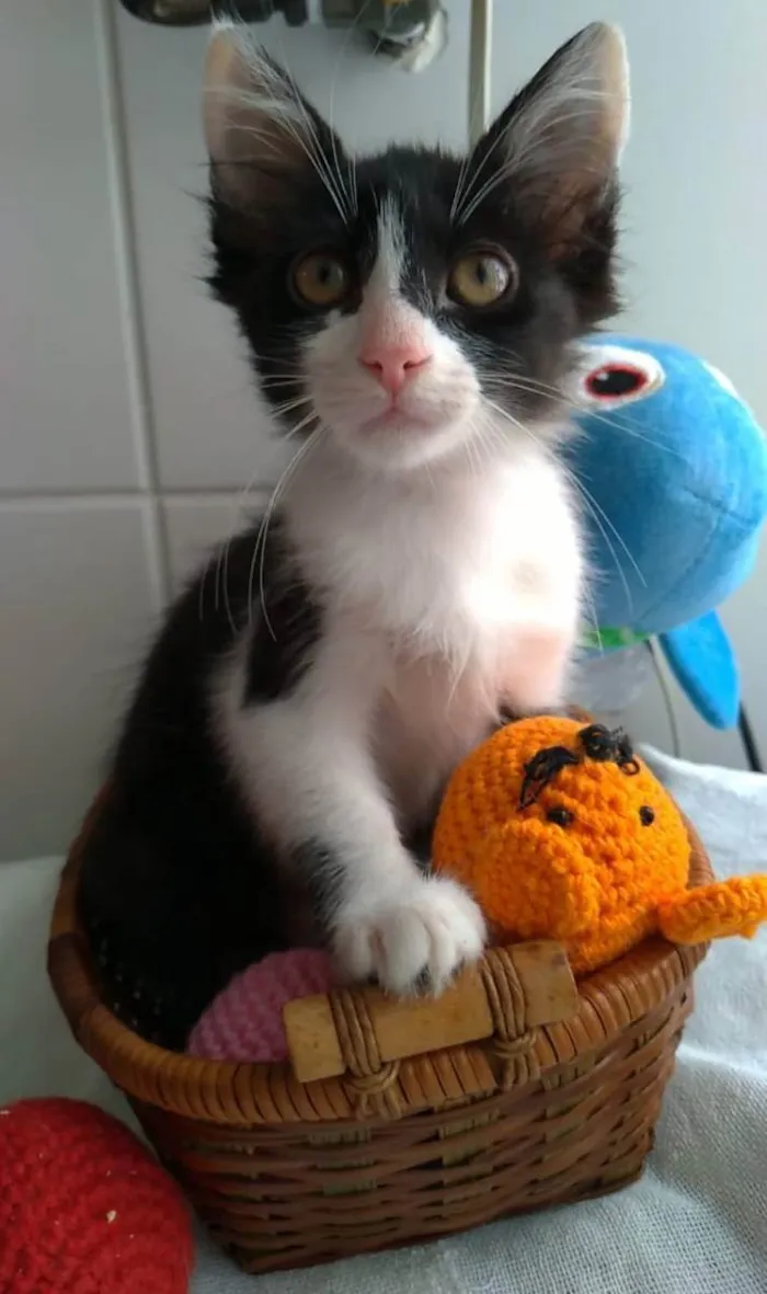 Gato ra a srd frajolinha  idade 2 a 6 meses nome Brisa