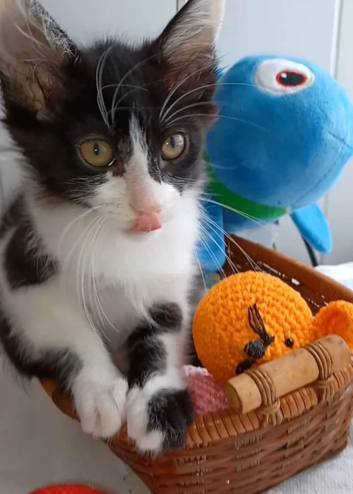 Gato ra a srd frajolinha  idade 2 a 6 meses nome Brisa
