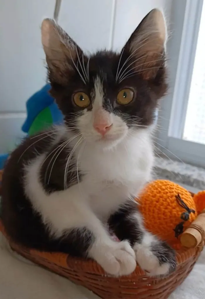 Gato ra a srd frajolinha  idade 2 a 6 meses nome Brisa
