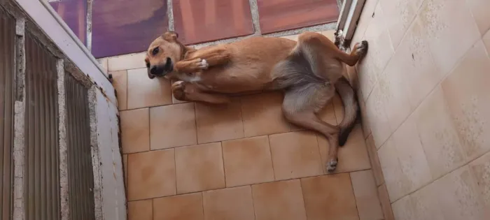 Cachorro ra a VIRA LATA idade 1 ano nome PAÇOCA