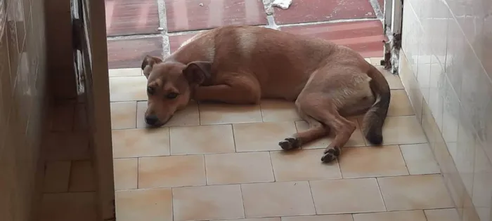 Cachorro ra a VIRA LATA idade 1 ano nome PAÇOCA