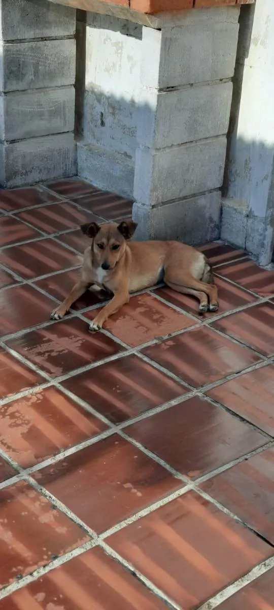 Cachorro ra a VIRA LATA idade 1 ano nome PAÇOCA