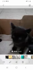 Gatinhos