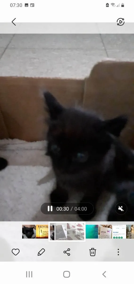 Gato ra a Sem raça definida  idade Abaixo de 2 meses nome Gatinhos