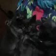 Gatinhos