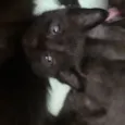Gatinhos