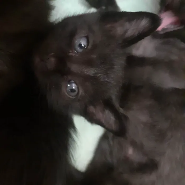 Gato ra a Sem raça definida  idade Abaixo de 2 meses nome Gatinhos