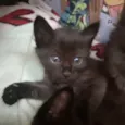 Gatinhos