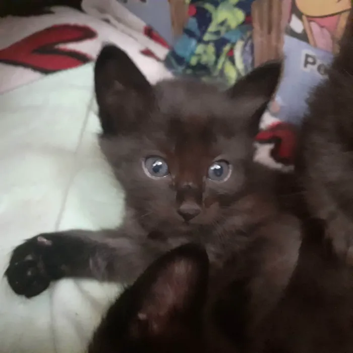 Gato ra a Sem raça definida  idade Abaixo de 2 meses nome Gatinhos