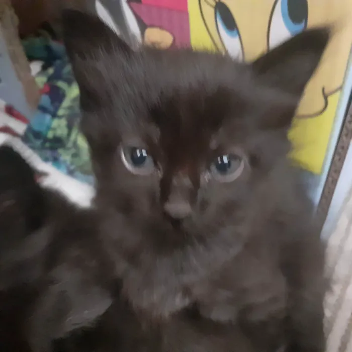 Gato ra a Sem raça definida  idade Abaixo de 2 meses nome Gatinhos