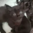 Gatinhos
