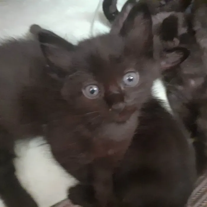 Gato ra a Sem raça definida  idade Abaixo de 2 meses nome Gatinhos
