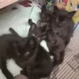 Gatinhos
